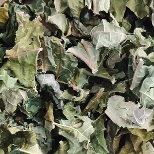 新鲜番木瓜叶子 华木瓜叶子 干货500g包邮无污染无添加