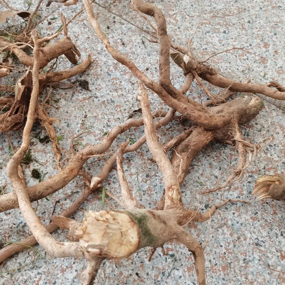 新鲜臭茉莉根 臭矢茉莉根 过墙风 冬地梅 纯根500g包邮