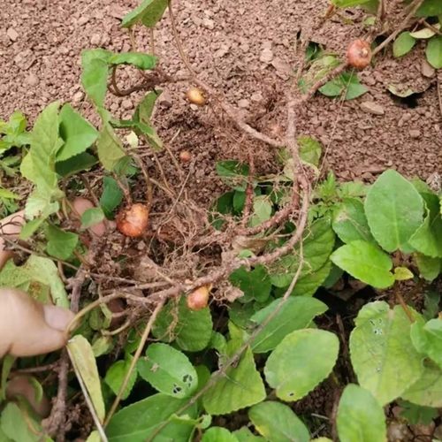 新鲜野地瓜藤 地果 地枇杷 野地瓜根 地石榴藤叶干货500g包邮
