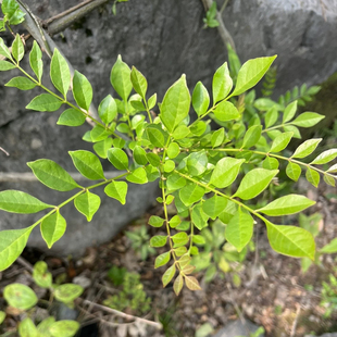 黄鹂芽茶 黄练芽茶 黄楝头 黄连茶 黄腻芽茶 黄连木 黄连树