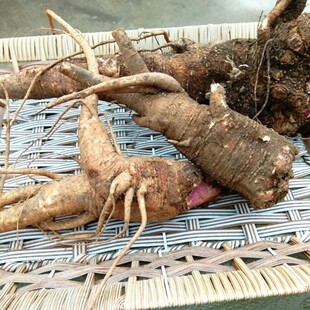 新鲜白商陆根 大苋菜山萝卜白商陆 见肿消倒水莲纯根500g包邮