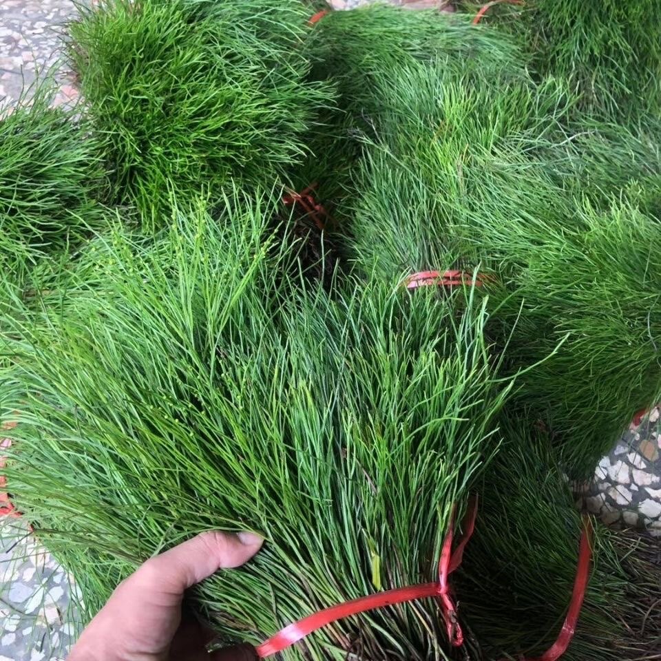 新鲜石刷把 松叶蕨 石寄生 竹寄生 松叶兰 铁石松 全草干货250g