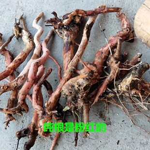 新鲜算盘子根 算盘果 血巴木 野南瓜 山桔子 八角橘 纯根500g