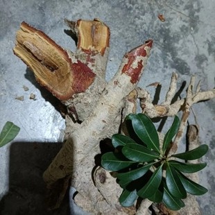 新鲜红杨梅树根 红杨梅根 纯根500g包邮