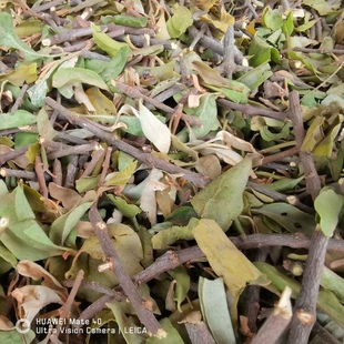 天然杉树寄生 杉寄生 杉木寄生 沙树寄生 杉木冬青干货 500g包邮