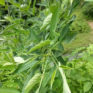 新鲜股骨头叶 木豆叶子 树黄豆 三叶豆 观音豆 枝叶500g包邮