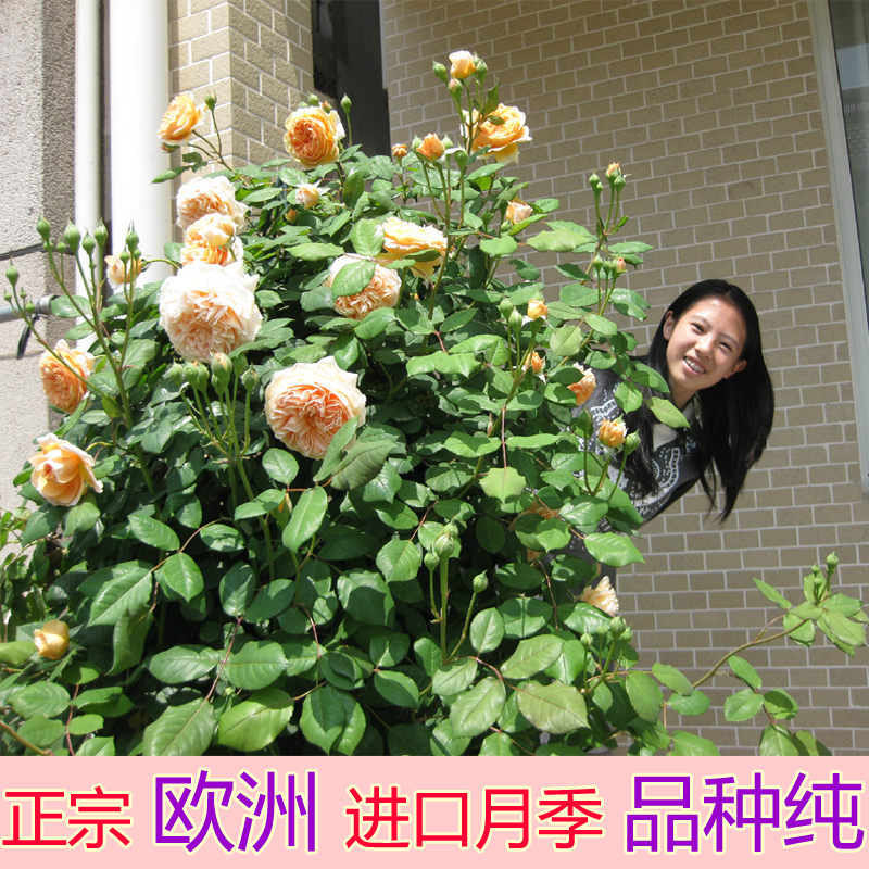 欧洲月季花苗大花浓香爬藤攀缘藤本奥斯汀盆栽四季植物带花苞包邮