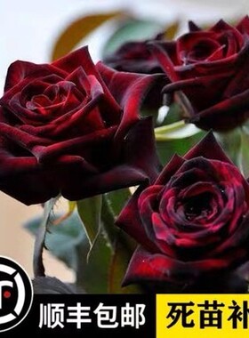 路易十四月季黑巴克玫瑰正版多年生大苗带盆栽好带花苞黑红色四季