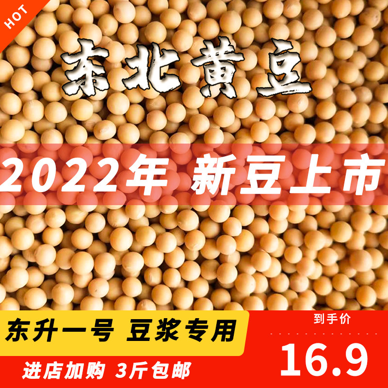 东北大豆发芽打豆浆专用豆腐农家自种2022新黄豆东升一号3斤大粒