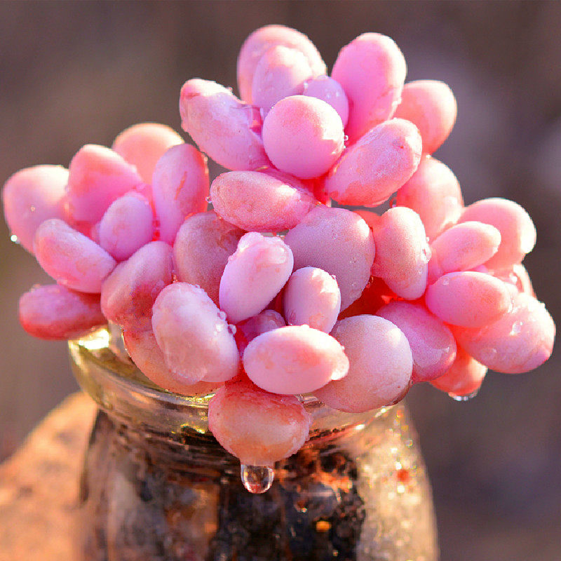 云南花卉高级精品多头小老桩粉桃蛋多肉植物办公室美观防辐射盆栽