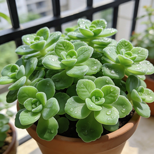 多肉植清新绿碰碰香一抹香盆栽室内桌面绿植花卉办公室内四季好养