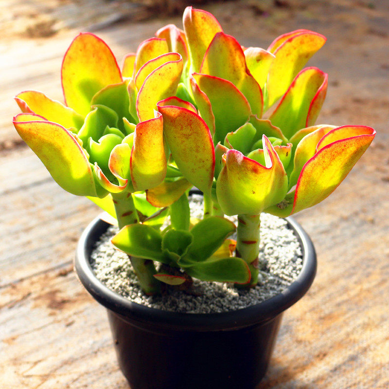 大颗老桩柠檬卷多肉植物高级精品庭院美观防辐射盆栽含盆土花卉