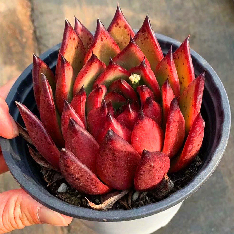 摩根多肉植物大颗好养稀有品种庭院美观绿植防辐射精品花盆栽组合