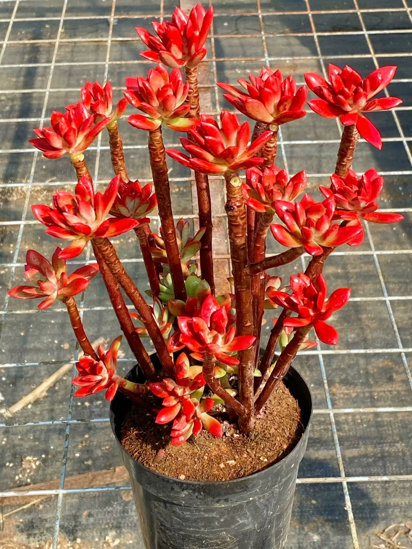 绿植红稚莲稀有品种阳台多肉植物