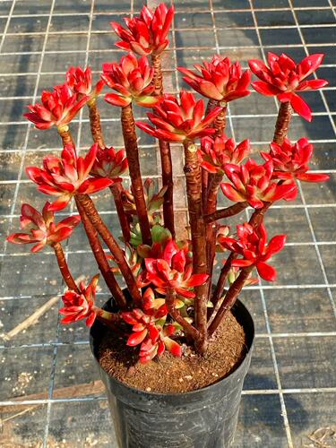 绿植红稚莲稀有品种阳台多肉植物