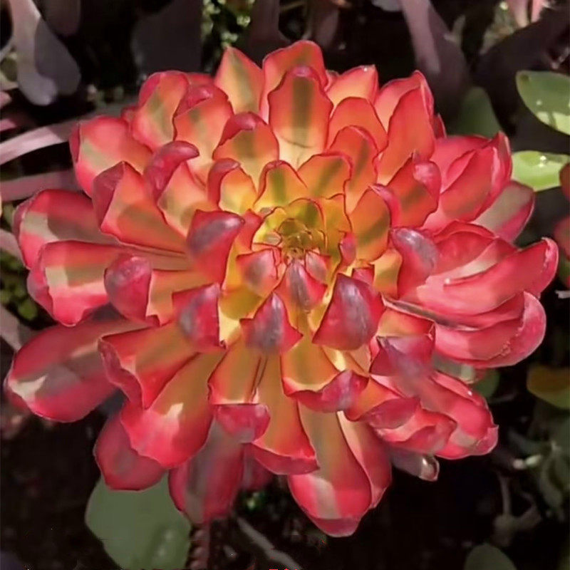 高档精品多肉植物冰火武士法师锦老桩室内阳台防辐射盆栽花卉绿植