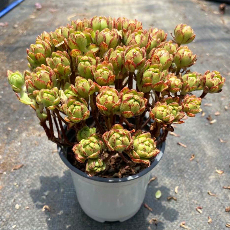 小狐狸多肉植物树形老桩稀有品种室内阳台防辐射花卉小盆栽精品花