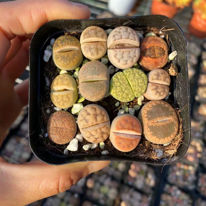 进口混播多彩生石花多肉植物稀有罕见盆栽室内阳台防辐射花卉绿植