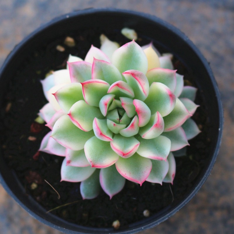 多肉植物稀有罕见品种女雏锦室内阳台防辐射小盆栽绿植组合花卉