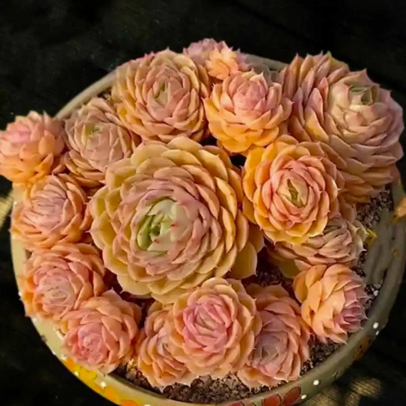 精品高档稀有品种多肉植物大颗昂斯诺室内阳台净化空气盆栽绿植花