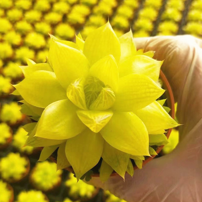 黄金凝脂菊玉露稀有室内桌面花卉