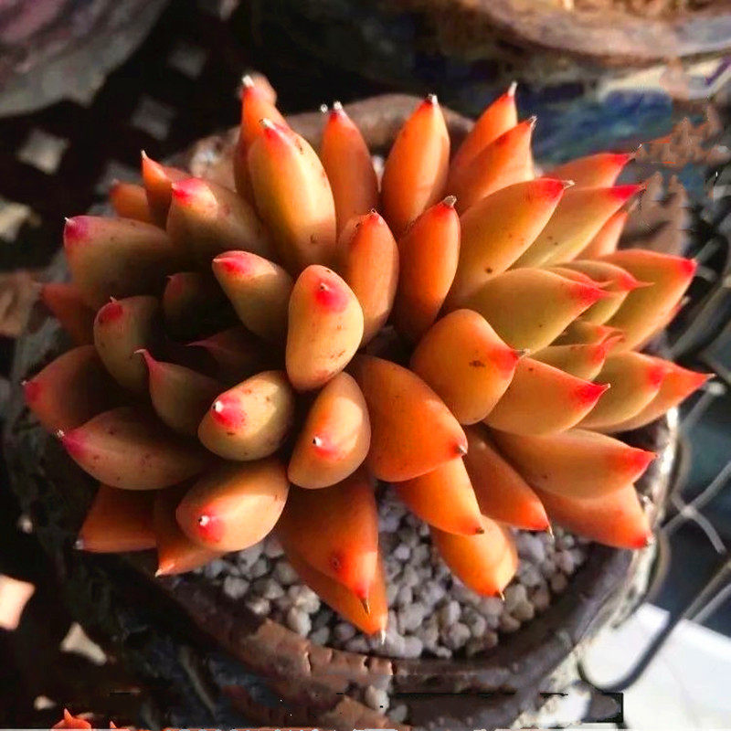 灵魂多肉植物稀有品种组合盆栽室内阳台防辐射绿植精品花卉新款