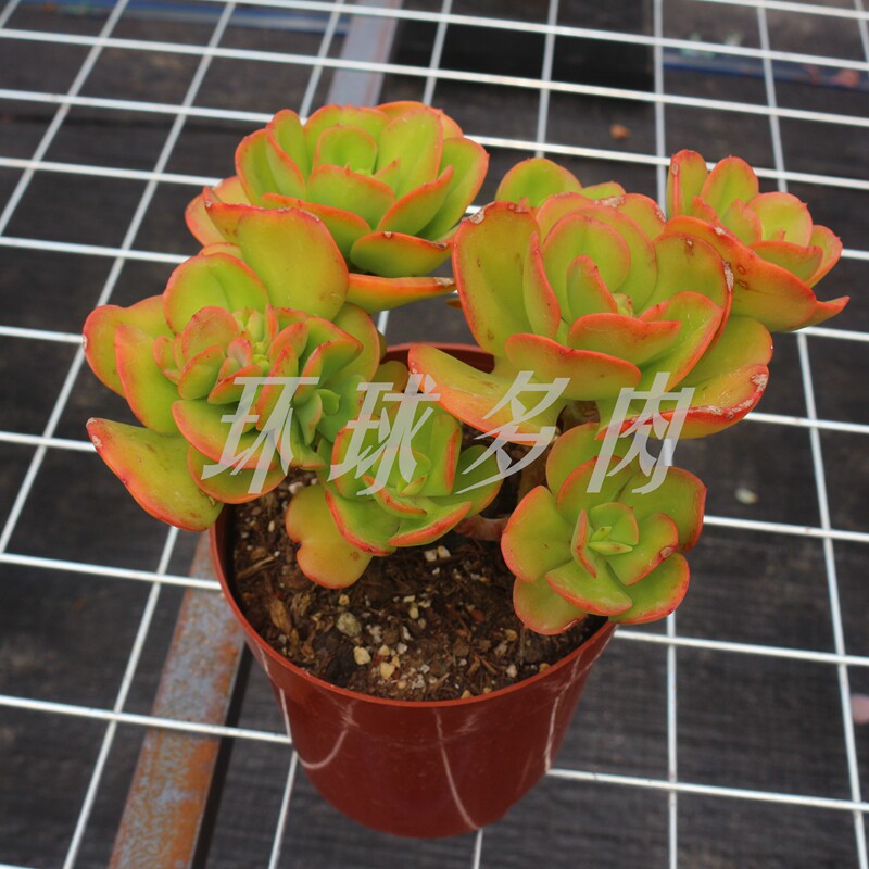 红梅老桩超大多肉植物稀有品室内景观绿植花卉防辐射带盆栽好精品