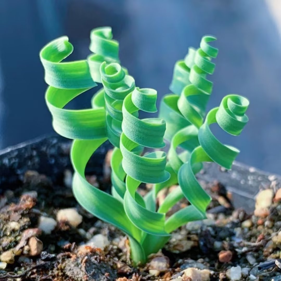 云南多肉植物宽叶弹簧草室内阳台美观净化空气盆栽精品绿植花含盆
