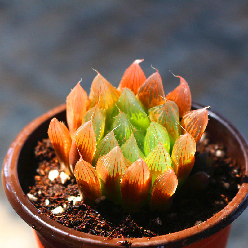 红水晶玉露多肉植物稀有罕见品种办公室桌面美观防辐射绿植花盆栽