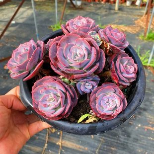 超大好养稀有精品多肉植物红粉台阁老桩室内阳台防辐射盆栽绿植花