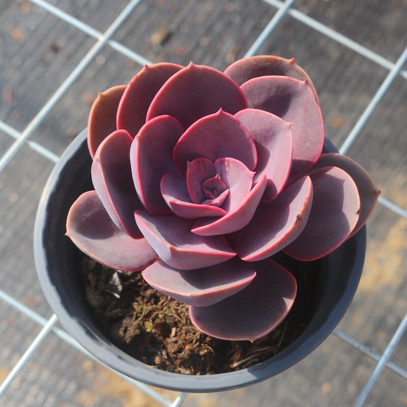 纽伦堡珍珠紫丁香多肉植物稀有罕见品种防辐射花卉办公室盆栽绿植