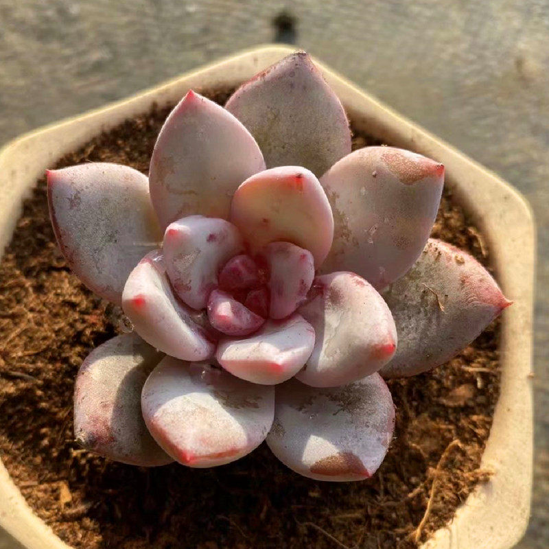 高档精品非常美观糖心雪天使多肉植物办公室阳台防辐射花绿植盆栽