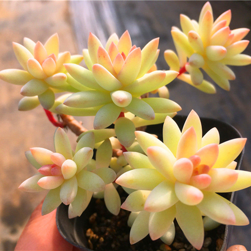 树冰小老桩多肉植物稀有精品花办公室桌面美观防辐射盆栽绿植肉肉