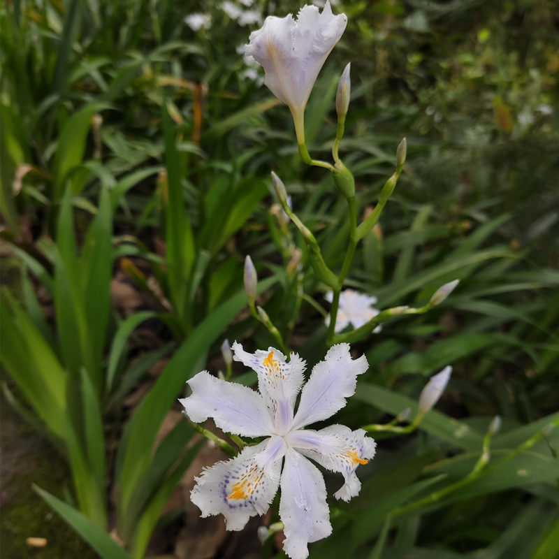 扁竹兰鸢尾花苗种球易种活护坡用