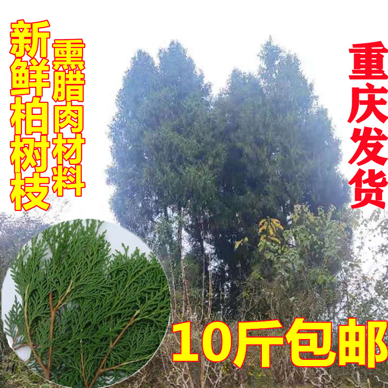 柏丫柏树枝条新鲜侧柏叶熏肉装饰