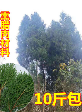 柏丫柏树枝条新鲜侧柏叶熏肉装饰