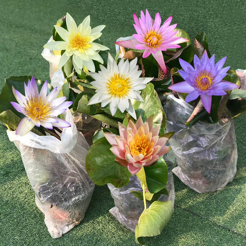 睡莲带花苞水培植物四季开花庭院阳台鱼池水生花卉荷花碗莲香水莲