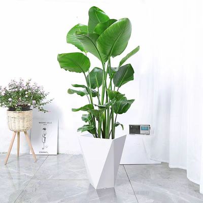 大型花卉绿植天堂鸟办公室鹤望兰