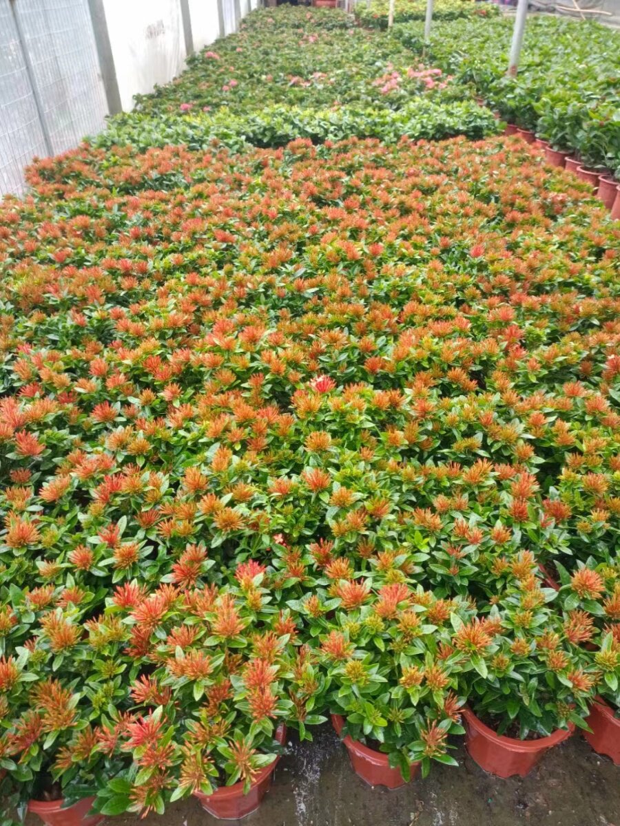 小叶龙船花带花苞盆栽绿植阳台四季开花室外庭院植物绿化绣球花苗