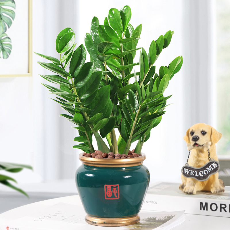 金钱树盆栽招财四季常青桌面绿植
