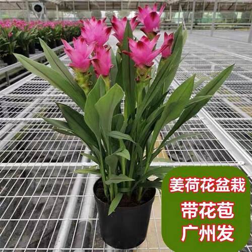 姜荷花盆栽带花苞室内外好养花卉