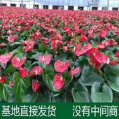 带花发货红掌粉掌白掌办公室水培土培易活盆栽四季 青花卉植物绿植