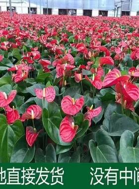 红掌盆栽带花发货易活粉掌好养活