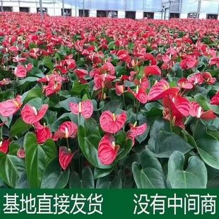 带花发货红掌粉掌白掌办公室水培土培易活盆栽四季 开花卉植物绿植