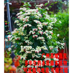 龙吐珠花苗爬藤植物带花苞藤蔓遮阳台围墙地栽盆栽四季开庭院花卉