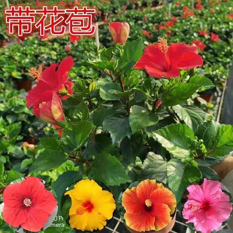 扶桑花带花苞四季开花木槿花牡丹