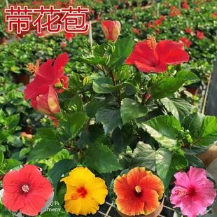 扶桑花树苗大红花盆栽四季花卉进口阳台窗台绿植室内植物大盆木槿