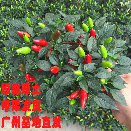 辣椒盆栽朝天椒彩椒小米椒可食用