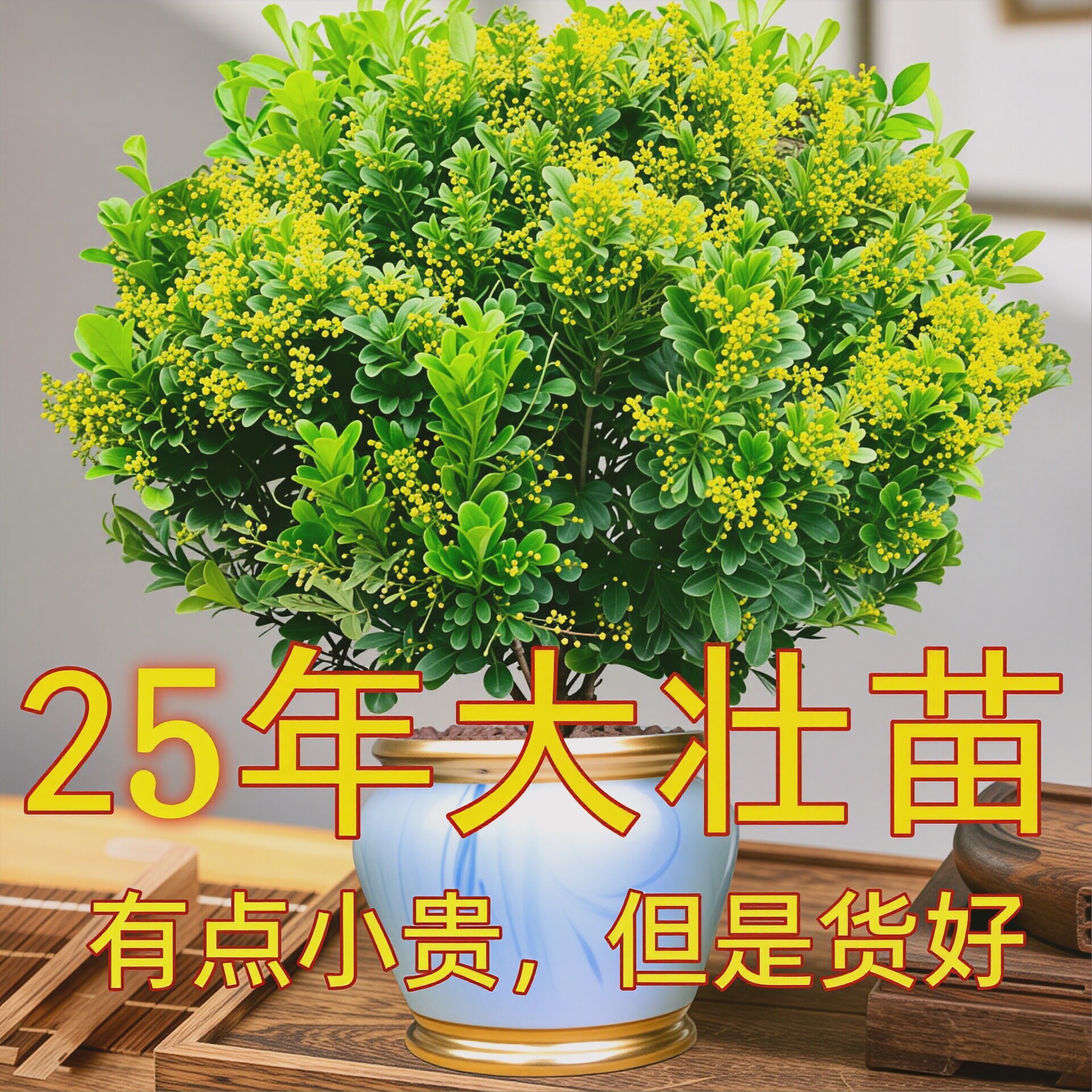 香水米兰驱蚊户外耐高温老桩盆栽图片