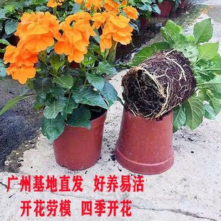 鸟尾花盆栽带花苞火凤凰阳台庭院耐热耐晒四季多年生木本植物花卉